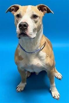 Mixed Breed Dogs Available for Adoption - SIR MARTIN | PetCurious