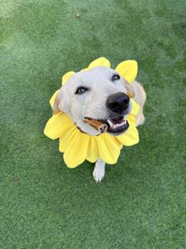 Rescue Golden Retriever and Great Pyrenees Dogs for Adoption in Houston, Texas - Heaven | PetCurious