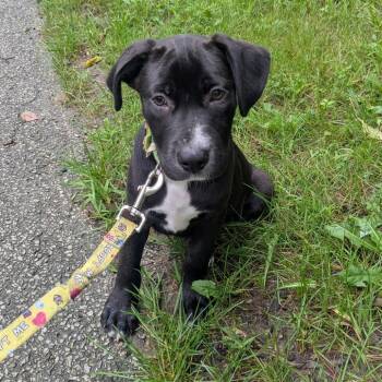 Blinky -  Labrador Retriever Dog for Adoption in South Elgin, Illinois - Blinky | PetCurious