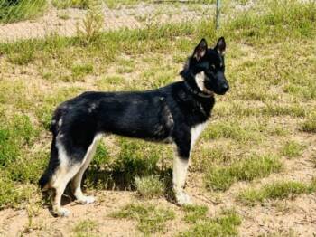 Rescue Mixed Breed Dogs for Adoption in Santa Fe, New Mexico - REX | PetCurious