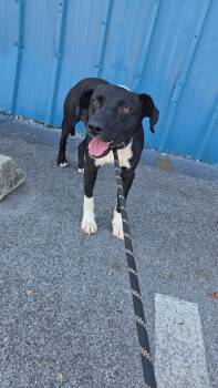 Milkshake -  Mixed Breed Dog for Adoption in Huntsville, Alabama - Milkshake | PetCurious