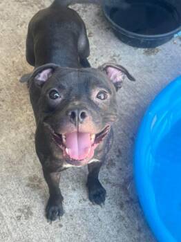 Chanterelle -  Pit Bull Terrier Dog for Adoption in Chicago, Illinois - Chanterelle | PetCurious