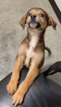 Jax -  Mixed Breed Dog for Adoption in Henderson, North Carolina - Jax | PetCurious