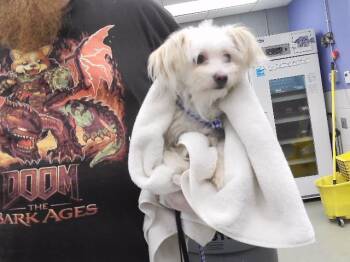 BLANKET -  Maltese Dog for Adoption in Omaha, Nebraska - BLANKET | PetCurious