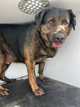 Rottweiler and Mixed Breed Dogs Available for Adoption in Albuquerque, New Mexico - BENNY | PetCurious