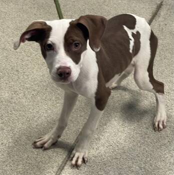 LIZ -  American Staffordshire Terrier and Mixed Breed Dog for Adoption in Tallahassee, Florida - LIZ | PetCurious
