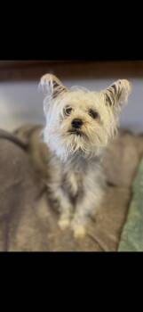 Yorkshire Terrier Dogs Available for Adoption - Reggie - The Energetic Yorkie  | PetCurious
