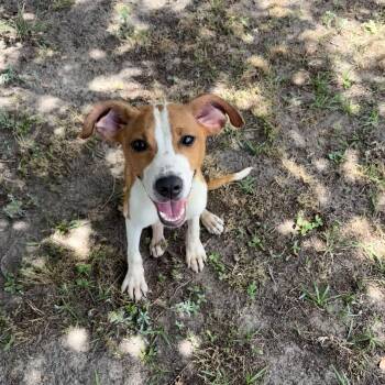 Beagle and Bulldog Dogs Available for Adoption in Valdosta, Georgia - Heather | PetCurious
