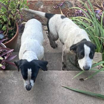 Melba S1 -  Hound Dog for Adoption in Natchitoches, Louisiana - Melba S1 | PetCurious