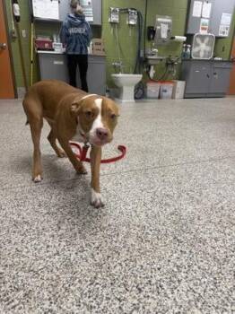 Mixed Breed Dogs Available for Adoption in Fairfax, Virginia - Kray | PetCurious