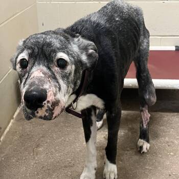 Angel -  Mixed Breed Dog for Adoption in Pomeroy, Ohio - Angel | PetCurious