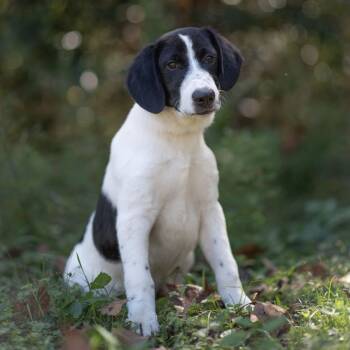 Rescue Mixed Breed Dogs for Adoption in Hyde Park, New York - Scout | PetCurious