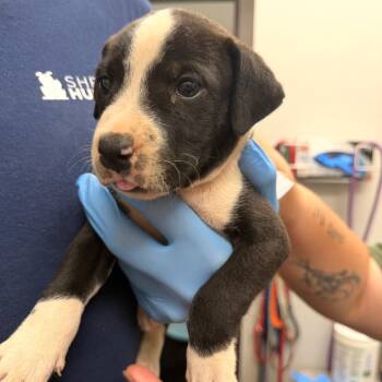 Duck Dynasty 8704 -  Mixed Breed Dog for Adoption in Loxahatchee Groves, Florida - Duck Dynasty 8704 | PetCurious