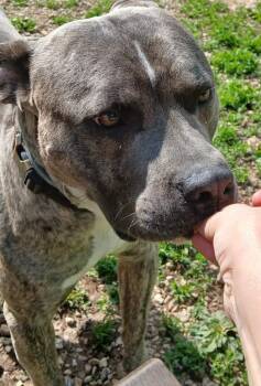 Staffordshire Bull Terrier and Cane Corso Dogs Available for Adoption in Crocker, Missouri - Samson | PetCurious