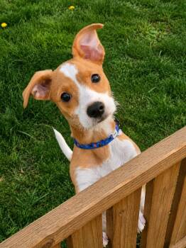 Reginald (378) -  Chihuahua and Terrier Dog Available for Adoption in Plymouth, Michigan - Reginald (378) | PetCurious