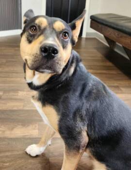 Rescue Shepherd and Hound Dogs for Adoption in El Dorado, Arkansas - Tink | PetCurious