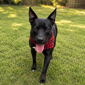 Rocket -  Shepherd and Mixed Breed Dog for Adoption in Houston, Texas - Rocket | PetCurious