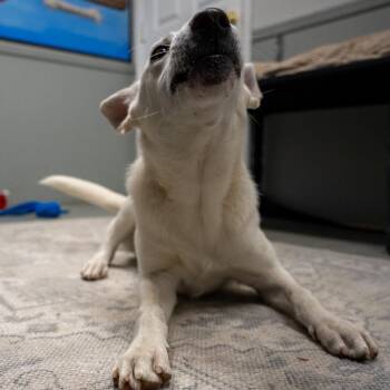 Roxy -  Shepherd and Mixed Breed Dog for Adoption in Pawling, New York - Roxy | PetCurious