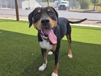 Rottweiler and Mixed Breed Dogs Available for Adoption in Auburn, California - MIKE WAZOWSKI | PetCurious