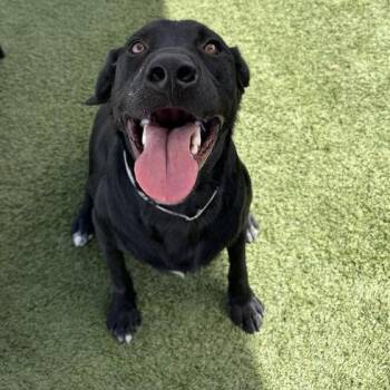 Leo -  Black Labrador Retriever Dog for Adoption in Hawthorne, California - Leo | PetCurious