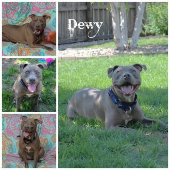 Rescue Terrier Dogs for Adoption in Sioux Falls, South Dakota - Dewy | PetCurious