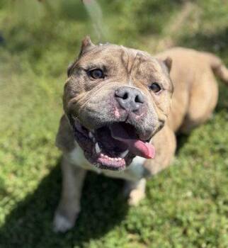 Leo -  Pit Bull Terrier Dog Available for Adoption in Midland, Virginia - Leo | PetCurious