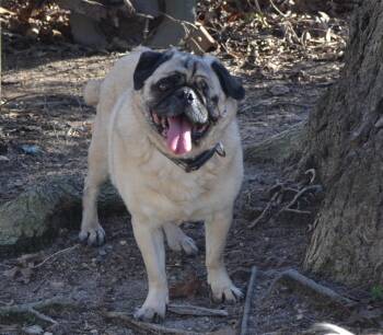 Rescue Pug Dogs for Adoption in Franklinton, North Carolina - Porter | PetCurious