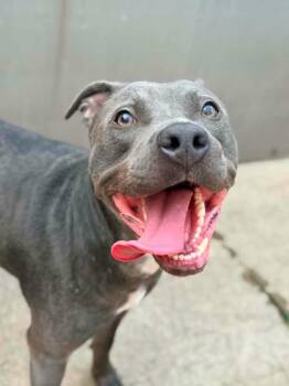 Doe -  Pit Bull Terrier Dog for Adoption in Chicago, Illinois - Doe | PetCurious