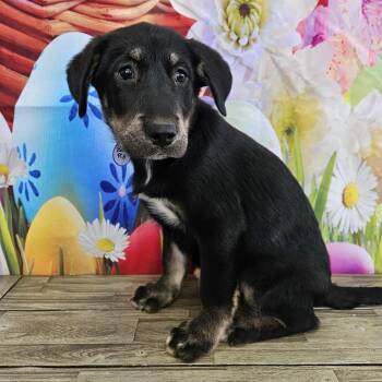 Collie and Labrador Retriever Dogs Available for Adoption - Blanton | PetCurious