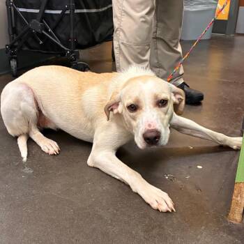 Hound and Mixed Breed Dogs Available for Adoption in Norman, Oklahoma - Lena | PetCurious