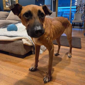 Precious -  German Shepherd Dog and Boxer Dog for Adoption in Pacifica, California - Precious | PetCurious