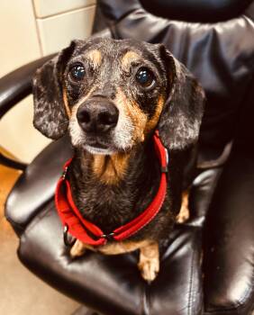 Dachshund Dogs Available for Adoption in Council Bluffs, Iowa - Meah | PetCurious