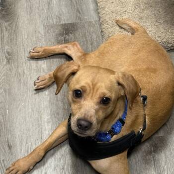 Bee Brown -  Terrier Dog for Adoption in Stanhope, New Jersey - Bee Brown | PetCurious