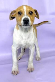 Hound and Mixed Breed Dogs Available for Adoption in Morton Grove, Illinois - Boo Boo | PetCurious