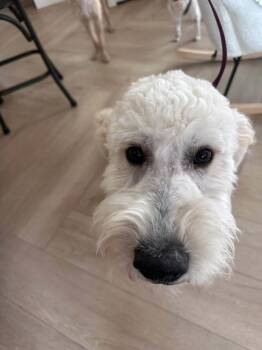 Skippy -  Goldendoodle Dog for Adoption in Mission Viejo, California - Skippy | PetCurious