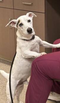 Bandit -  Parson Russell Terrier and Mixed Breed Dog for Adoption in Fishers, Indiana - Bandit | PetCurious