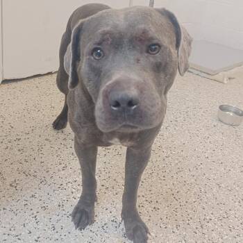 Rainbow Sprinkles -  Labrador Retriever and American Staffordshire Terrier Dog for Adoption in Hattiesburg, Mississippi - Rainbow Sprinkles | PetCurious