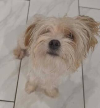 Myla -  Maltese Dog for Adoption in Sedalia, Colorado - Myla | PetCurious