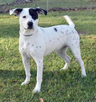 Mixed Breed Dogs Available for Adoption in Kingsland, Georgia - Jules | PetCurious