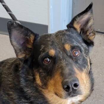 Mixed Breed Dogs Available for Adoption - 103952 | PetCurious