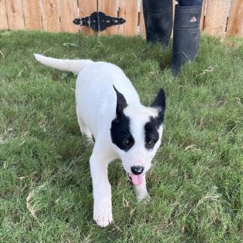 Shepherd Dogs Available for Adoption in Austin, Texas - Tepig | PetCurious