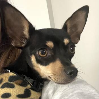 Chihuahua Dogs Available for Adoption - Timber | PetCurious