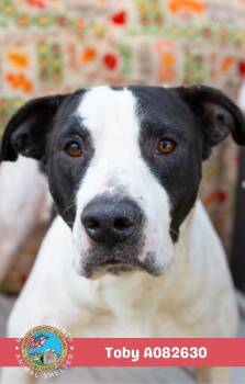 Toby -  American Bulldog Dog for Adoption in Mobile, Alabama - Toby | PetCurious
