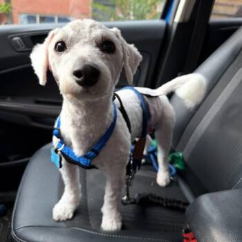 Bichon Frise Dogs Available for Adoption in Philadelphia, Pennsylvania - Stanley | PetCurious