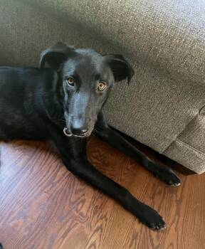 Knight - COURTESY POST -  Shepherd and Great Pyrenees Dog for Adoption in Sparta, Wisconsin - Knight - COURTESY POST | PetCurious