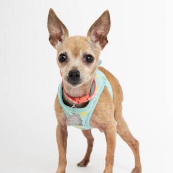 Chihuahua Dogs Available for Adoption - Tile 13910 | PetCurious