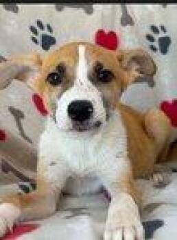 Freddy -  Mixed Breed Dog for Adoption in Raleigh, North Carolina - Freddy | PetCurious