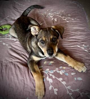 Shepherd Dogs Available for Adoption - Patsy | PetCurious