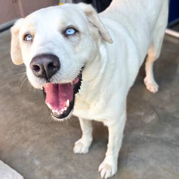 Echo -  Labrador Retriever Dog for Adoption in Gainesville, Texas - Echo | PetCurious