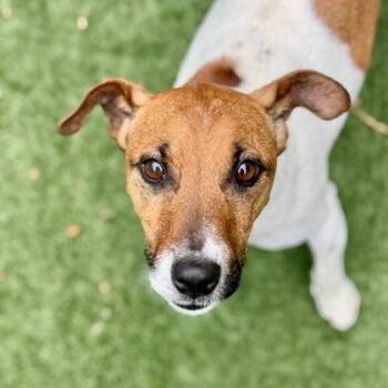 Jack Russell Terrier Dogs Available for Adoption in Sacramento, California - Jax | PetCurious